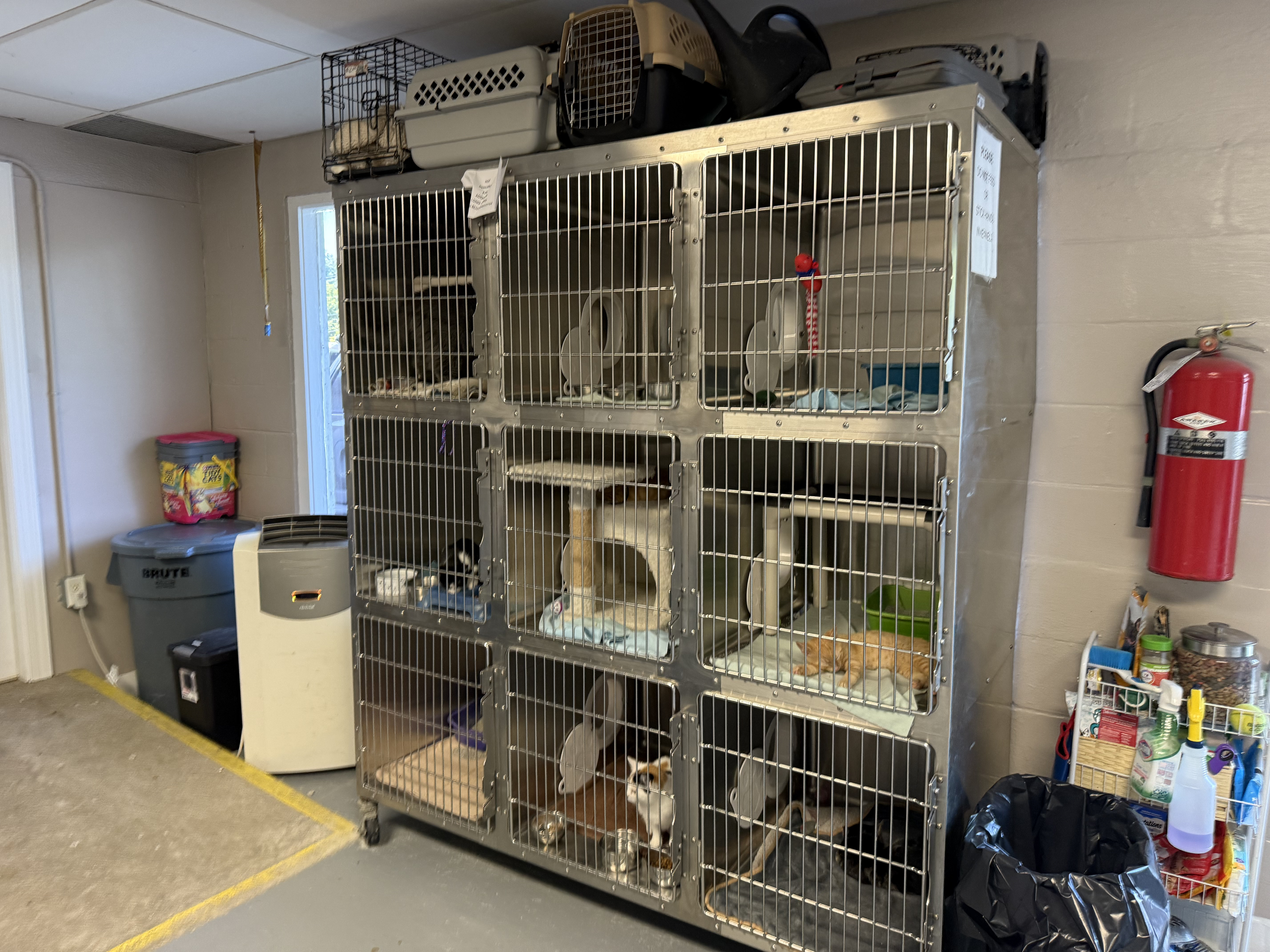 Animal shelter euthanasia rates reduced but overcrowding crisis looms
