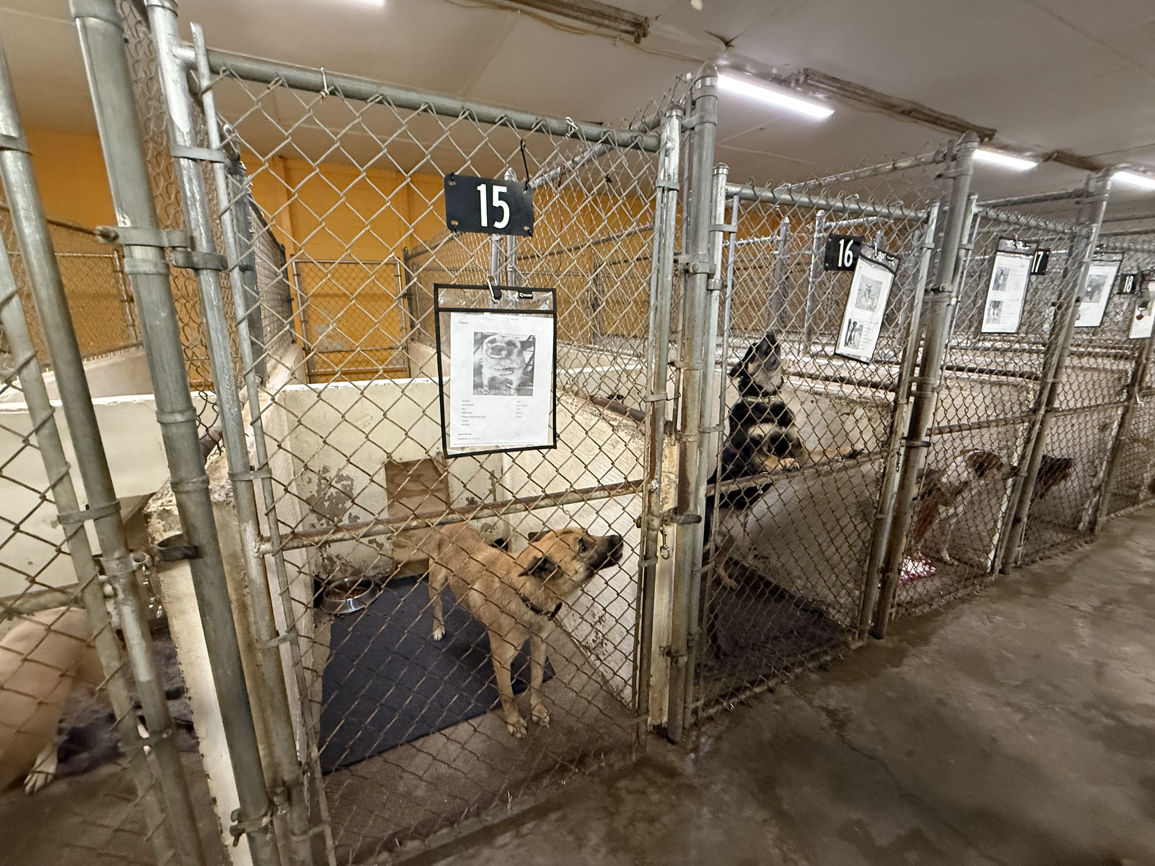 Animal shelter euthanasia rates reduced but overcrowding crisis looms