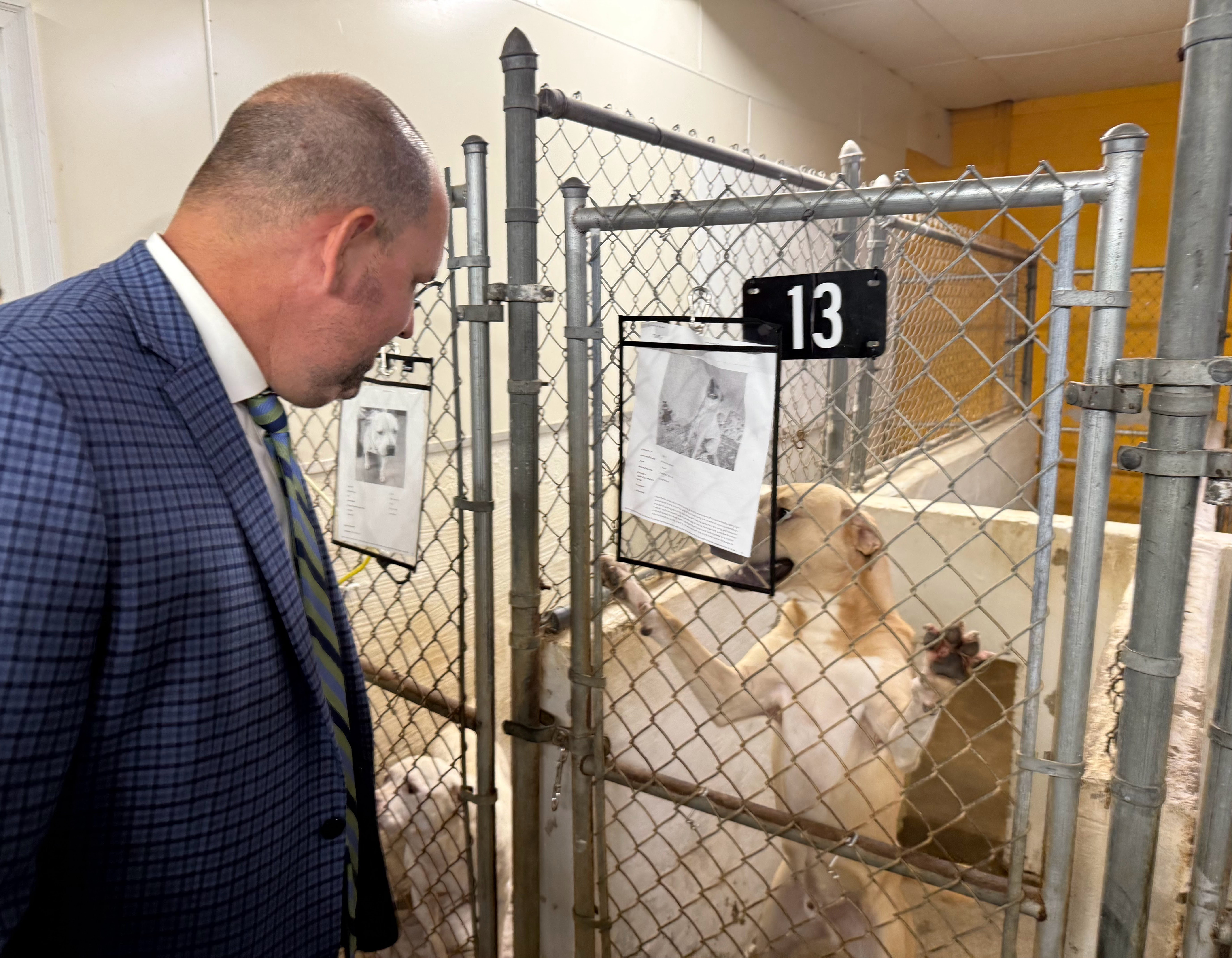 Animal shelter euthanasia rates reduced but overcrowding crisis looms