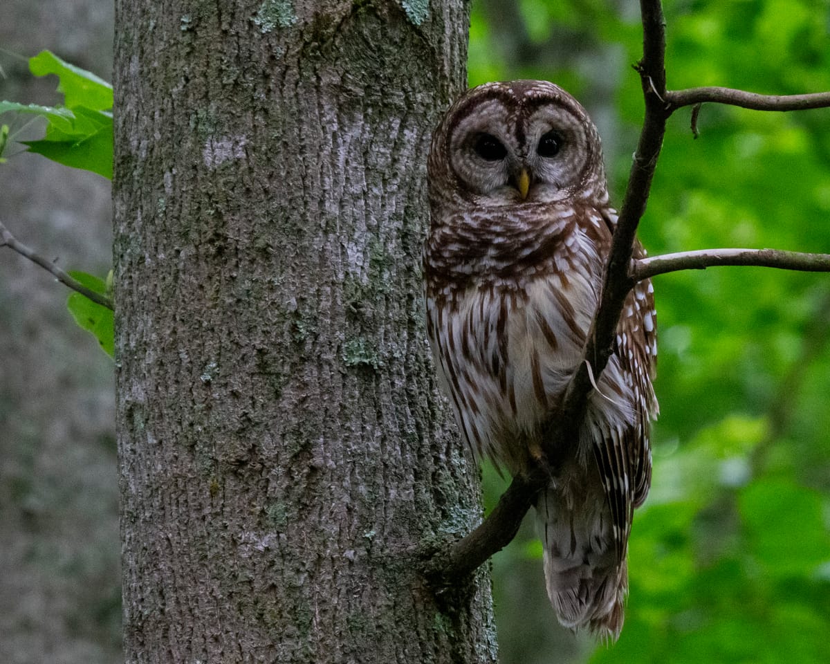 'Who cooks for you?'