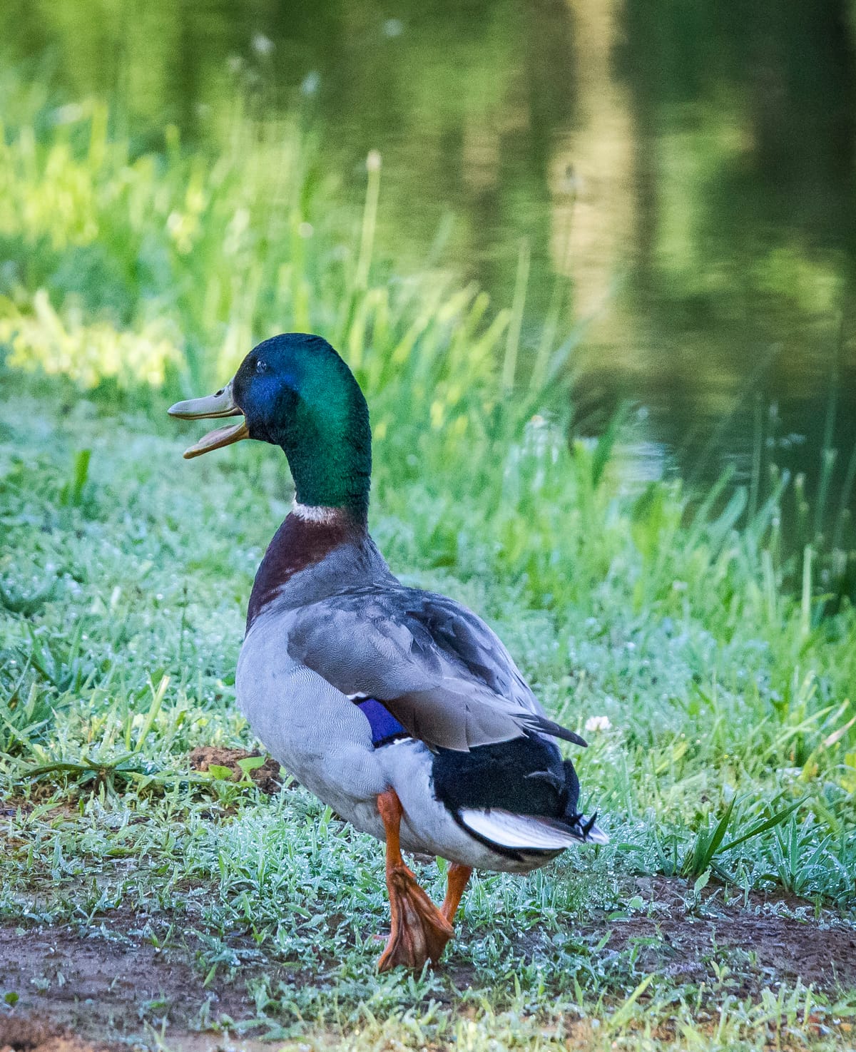 Mallards rest easy this week