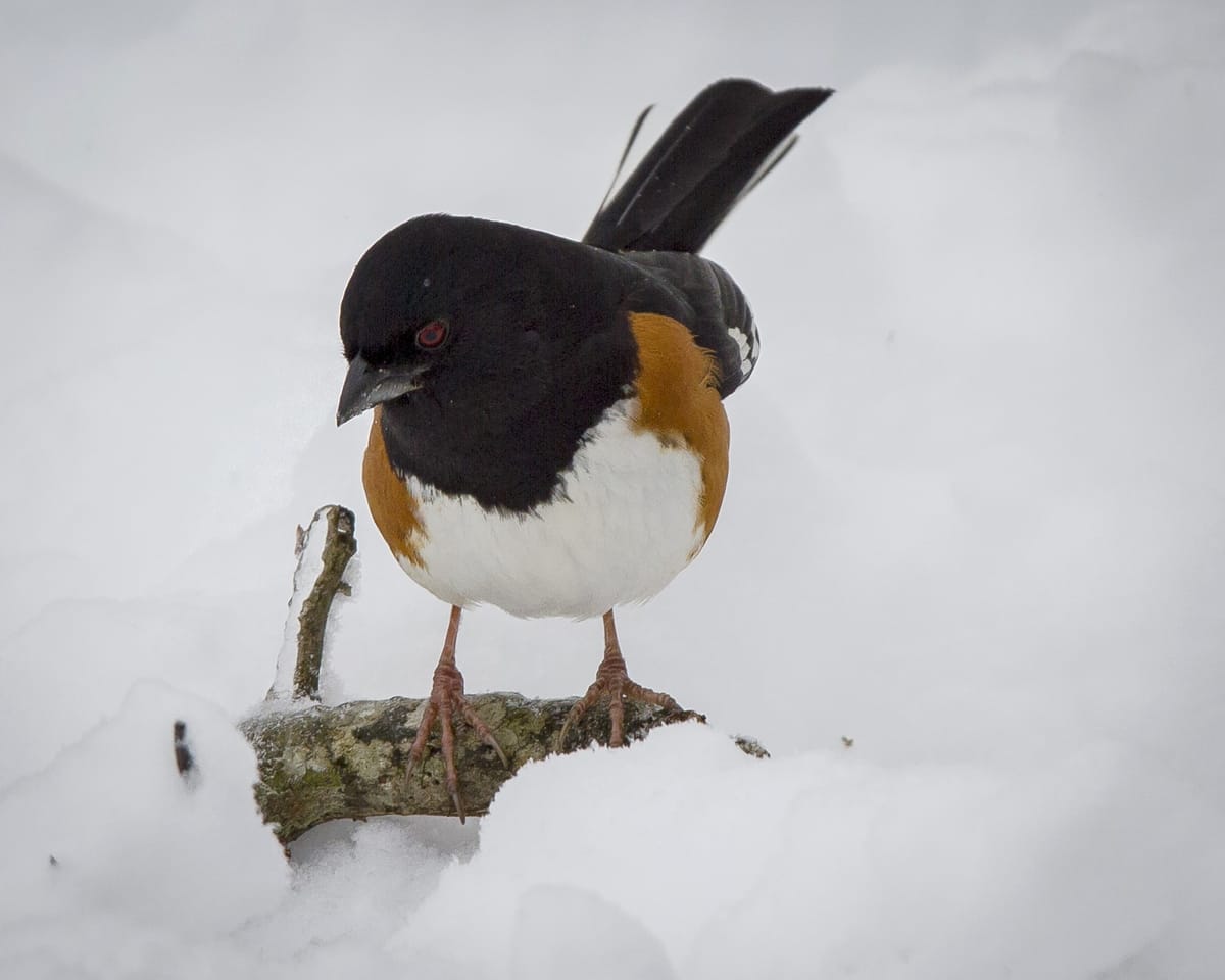 Is it a rufous-sided towhee or an eastern towhee?