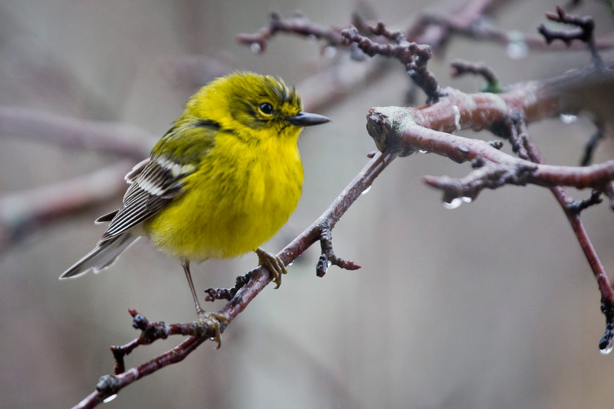 Pine warblers add a splash of color to late winter