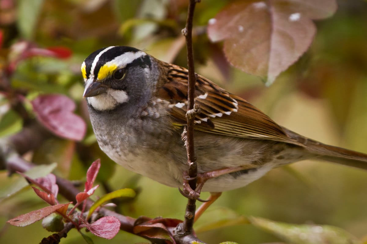 The not-so-boring white-throated sparrow