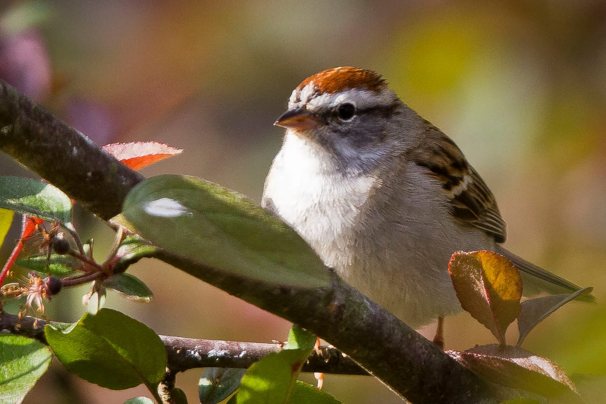 The storied chipping sparrow