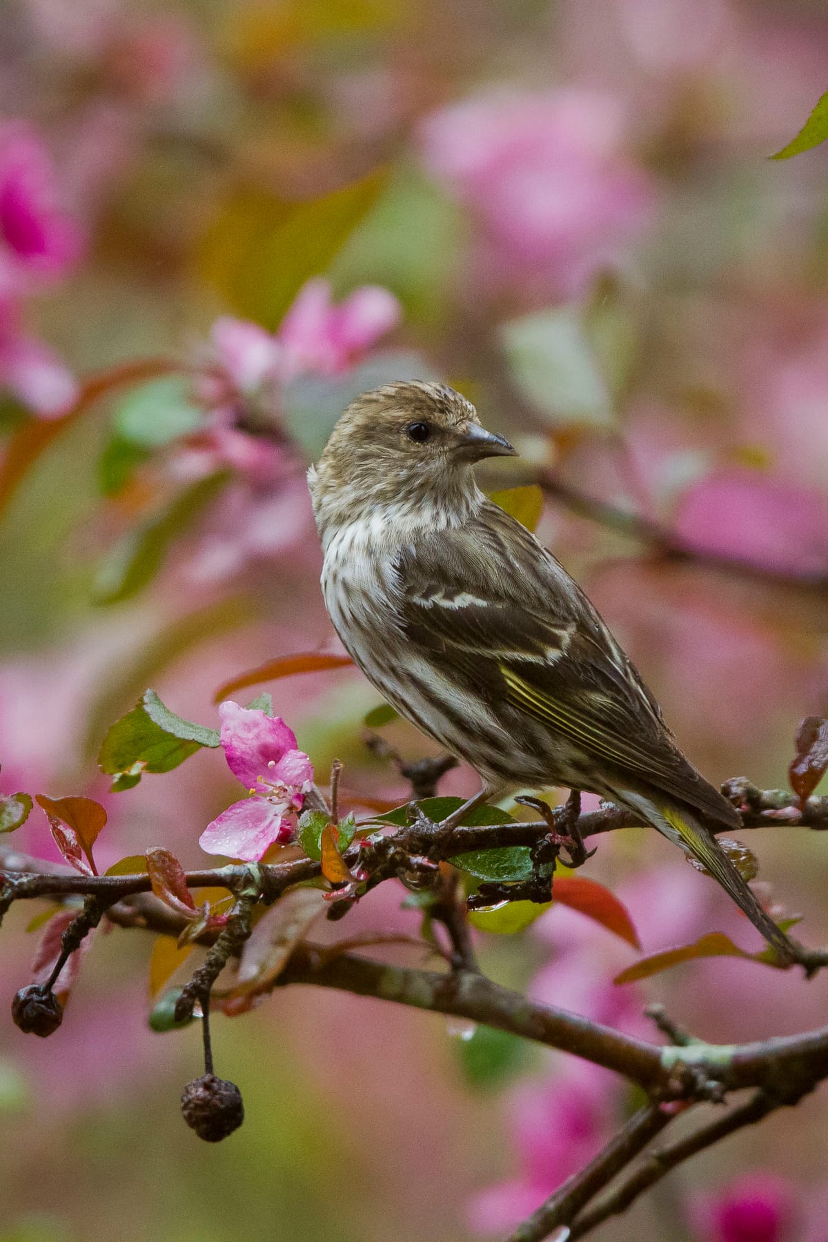 The goldfinch’s subtle western relative: the pine siskin