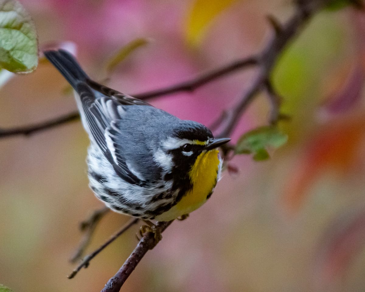 The well-named yellow-throated warbler