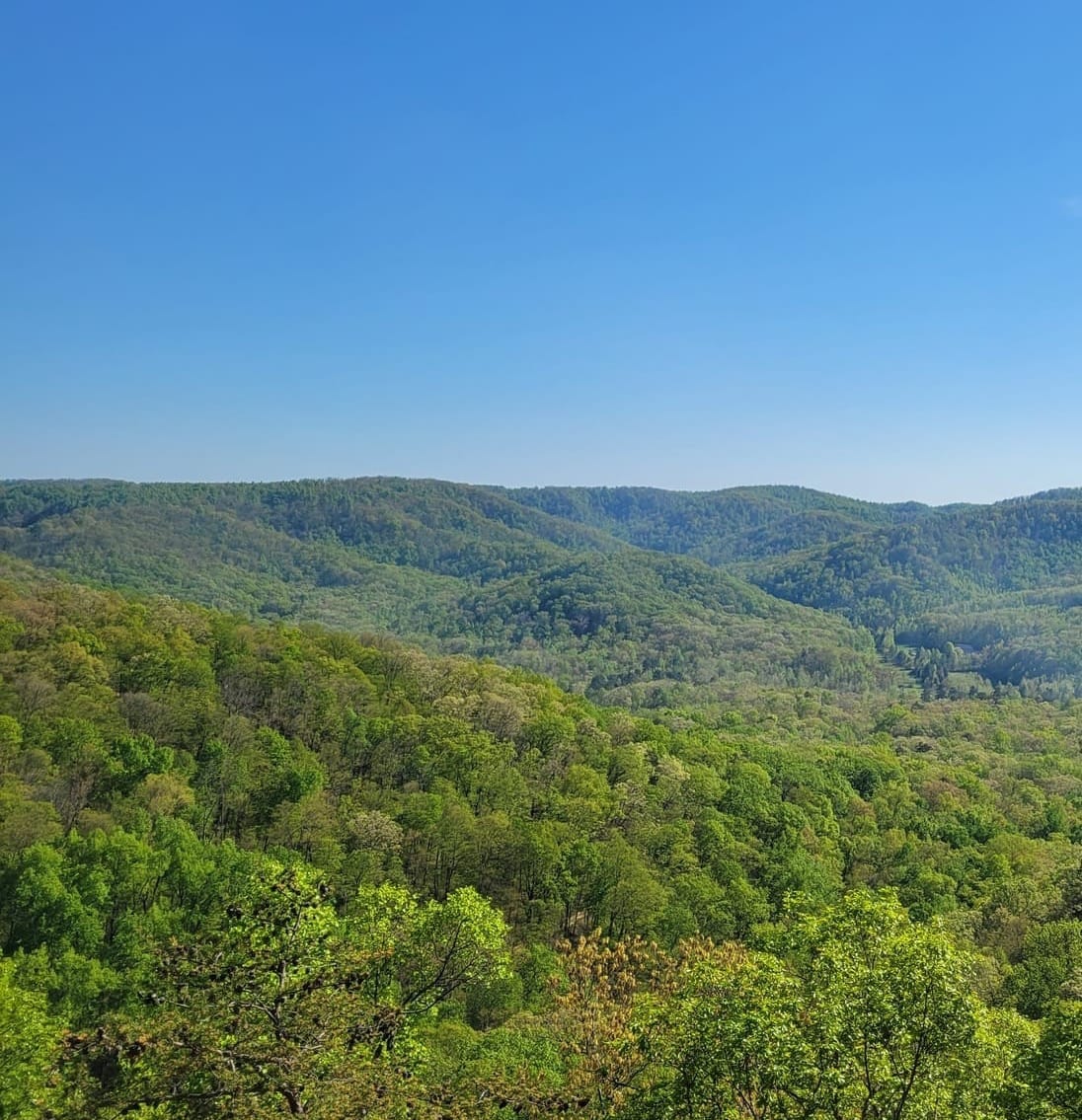 EKPC cannot build Big Hill Line through Berea College Forest, judge rules