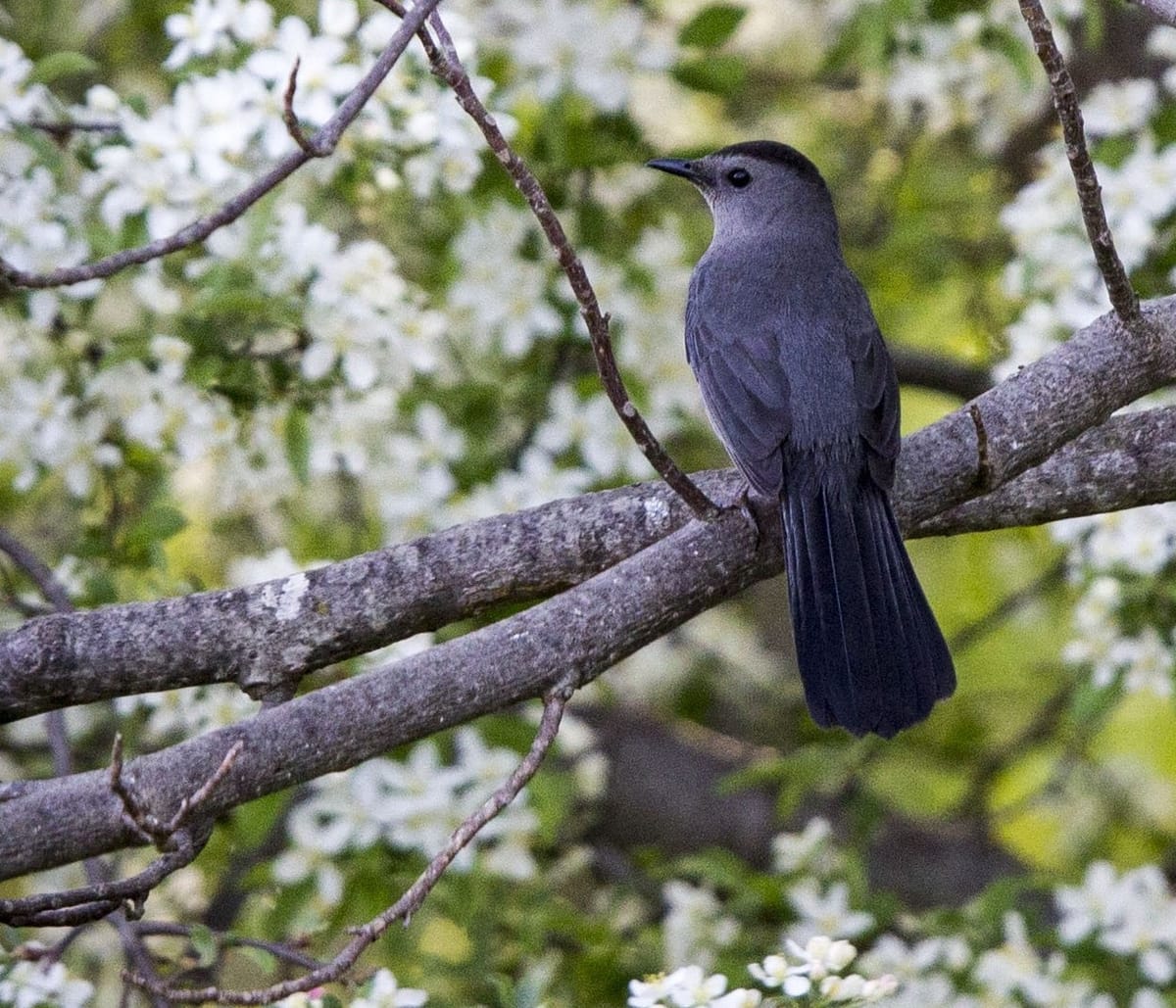 Vociferous gray catbirds