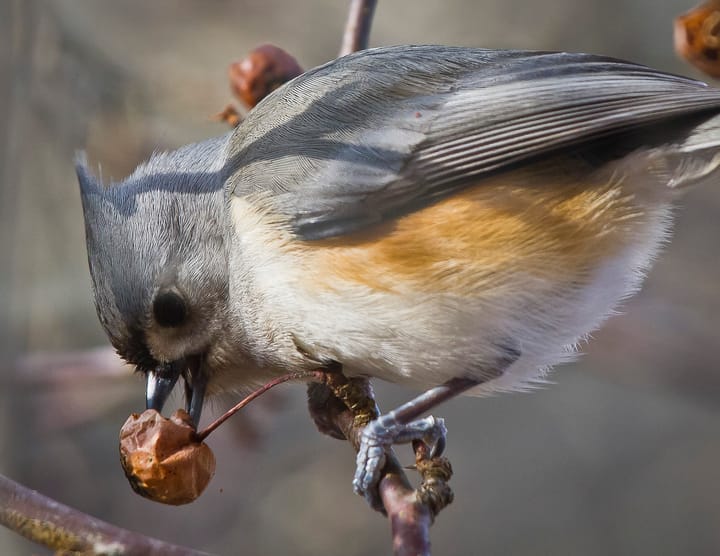 Tufted titmice are storing up for winter