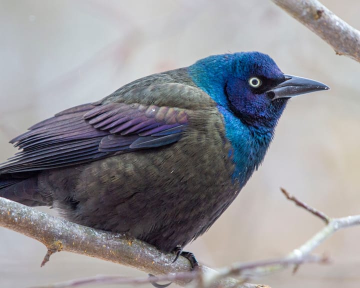 Common grackles are worth a second look