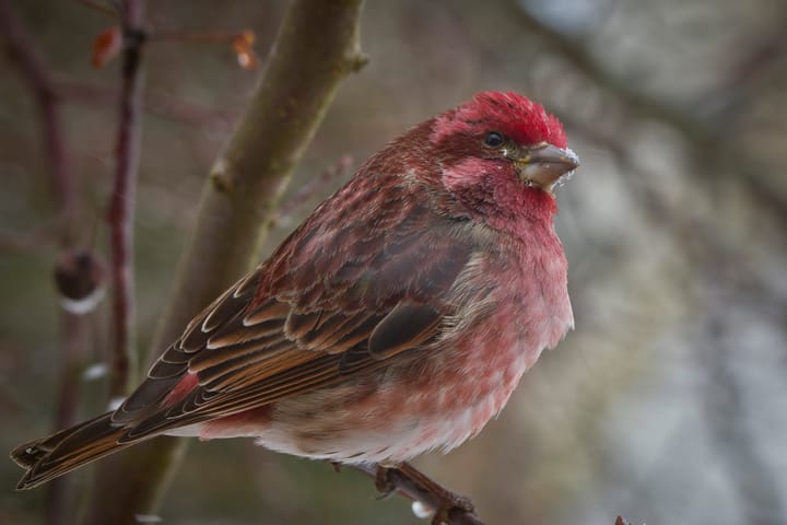The purple finch: less common than before
