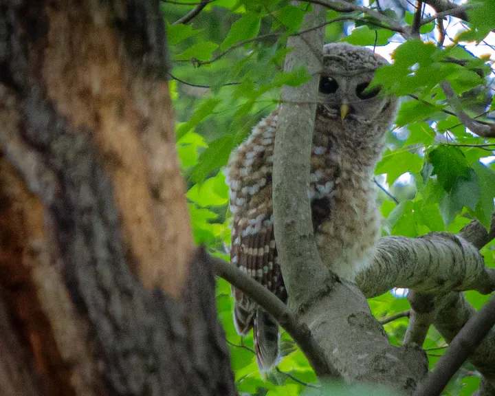 Birds of Berea: the Barred Owl