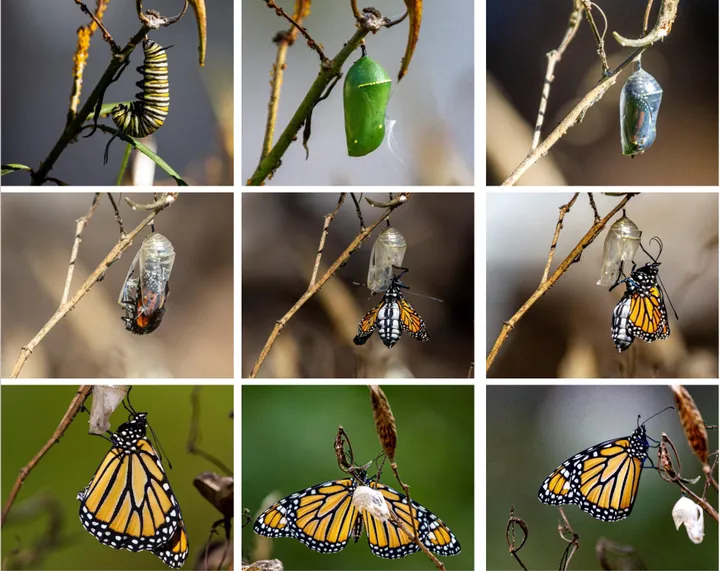 Butterflies of Berea: The Monarch in all its stages