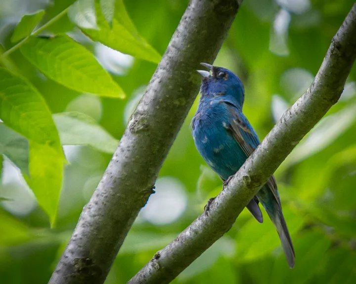 Indigo bunting