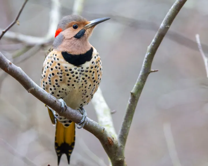 Yellow-shafted flicker is also color commando