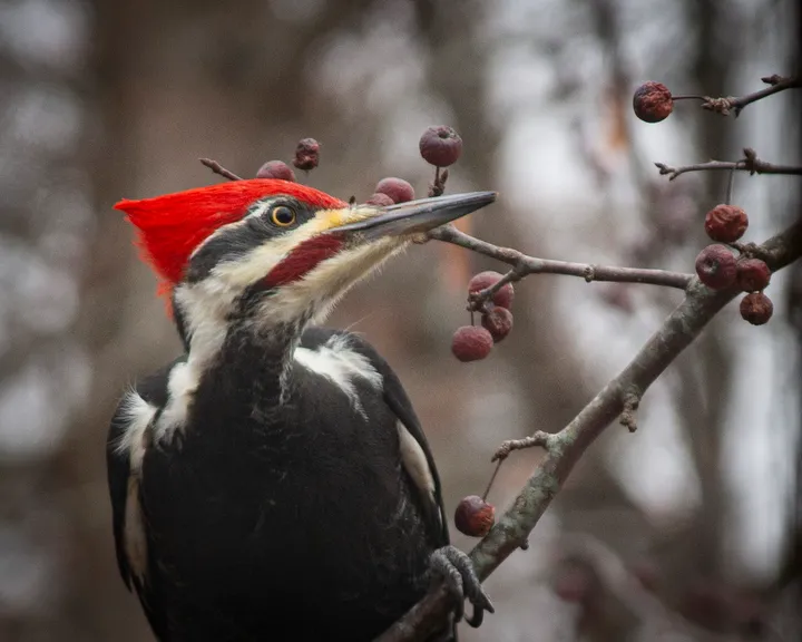 Largest woodpecker in North America in your back yard