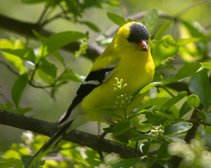 Goldfinches: late summer nesters