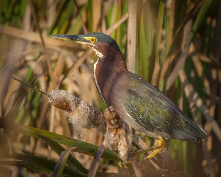 Green heron