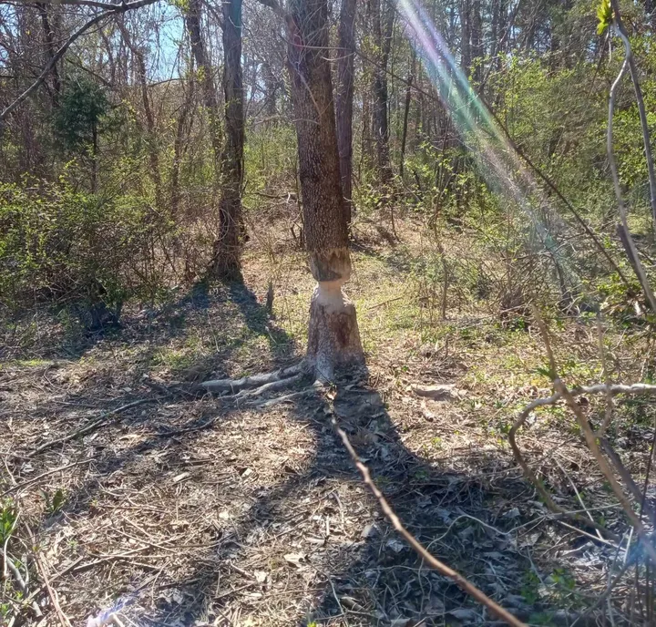 Earth Warriors clear up Owsley Fork