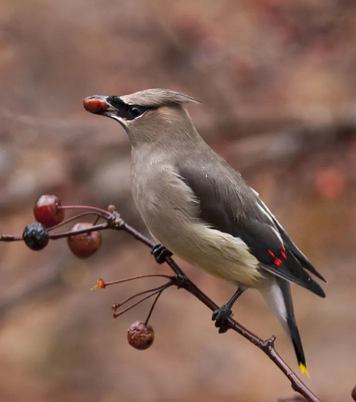 The masked elegance of cedar waxwings