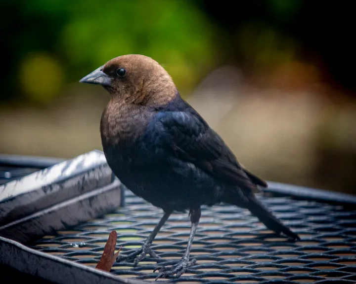 The most common brood parasite