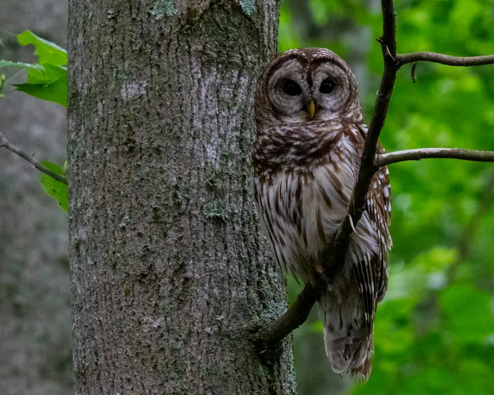 'Who cooks for you?'