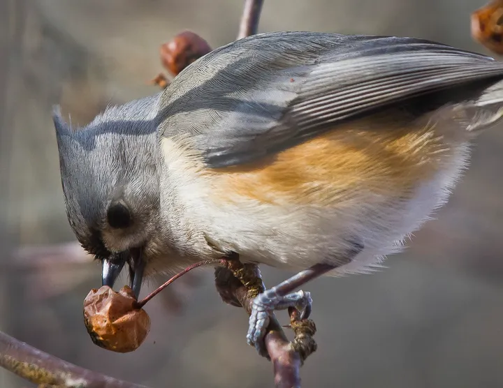 Tufted titmice are storing up for winter