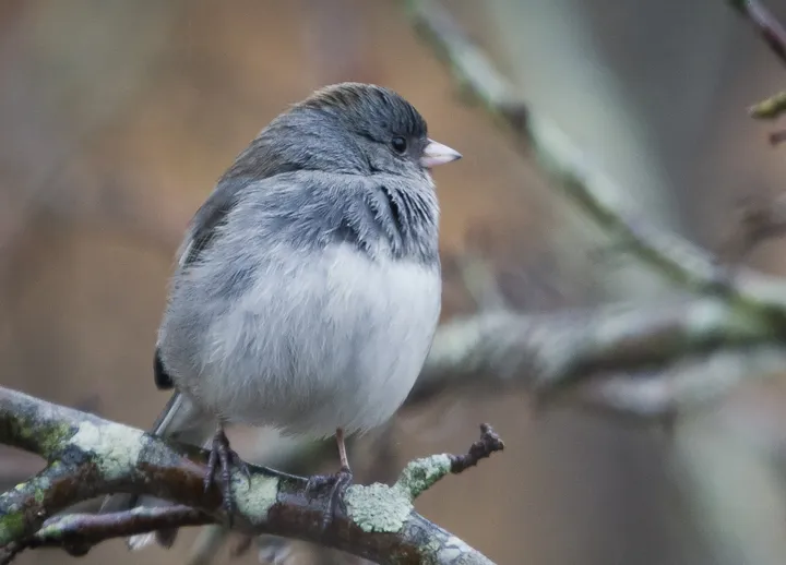 The snowbirds are coming!