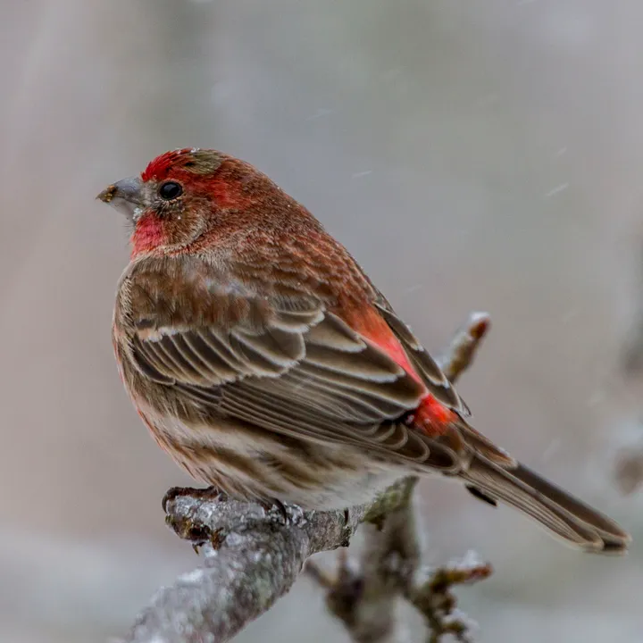 The house finch: more common than before