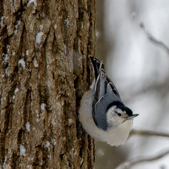 How many nuts can a nuthatch hatch?