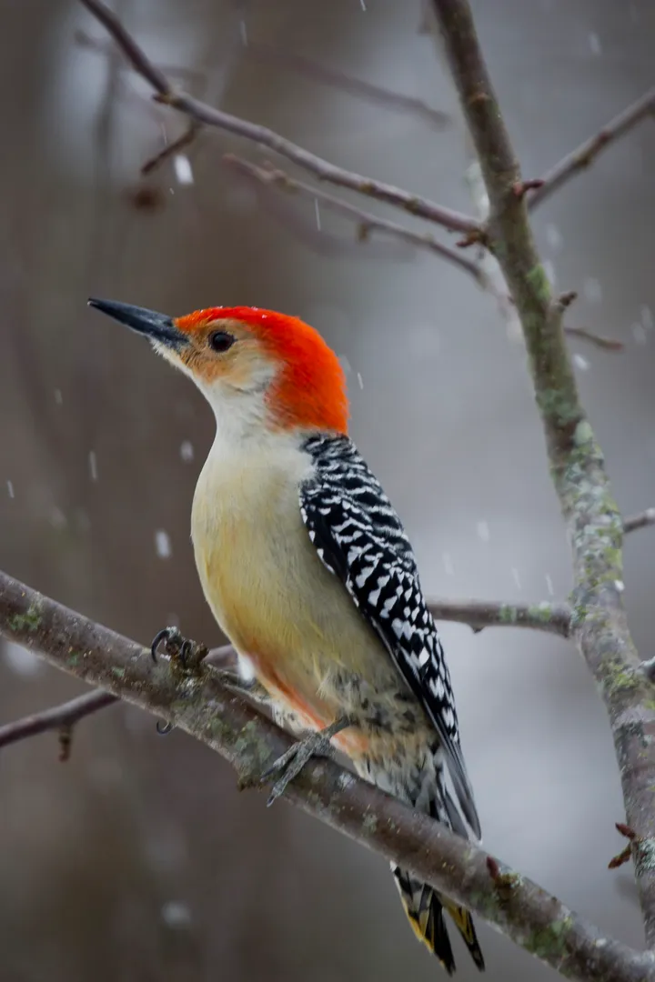 What was the first bird at your feeder in 2026?