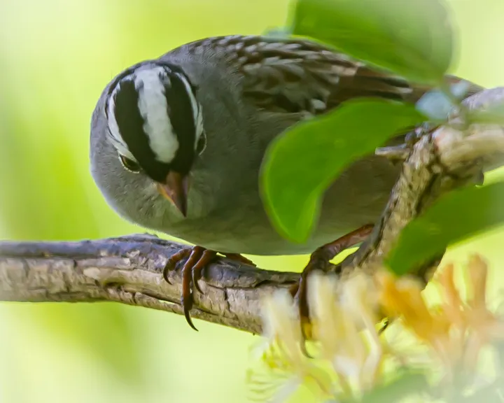 The varied and well-traveled and white-crowned sparrow