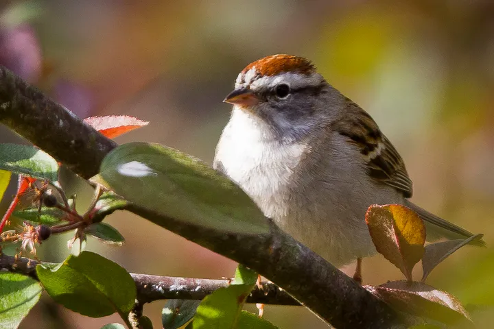 The storied chipping sparrow