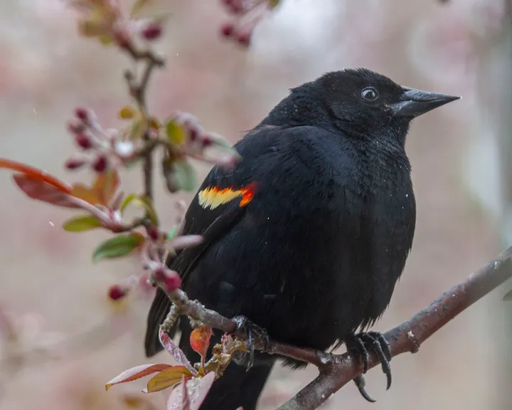 Male red-winged blackbirds like to play the field