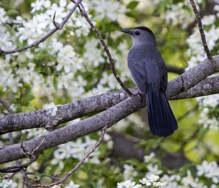 Vociferous gray catbirds